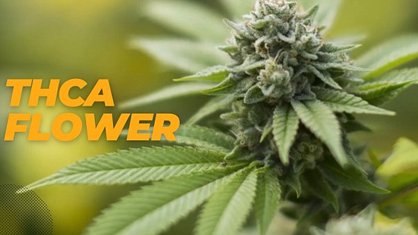 THCa Flower: Everything you need to know!