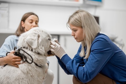 Cynthia Maro of Pittsburgh Raises Awareness of Tick-Borne Diseases to Protect Pets and Families