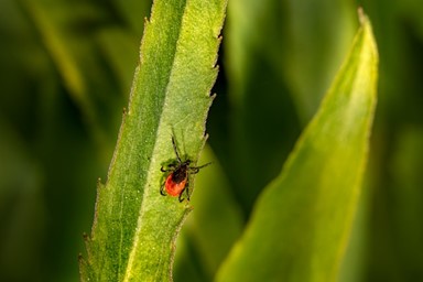 Cynthia Maro of Pittsburgh Raises Awareness of Tick-Borne Diseases to Protect Pets and Families