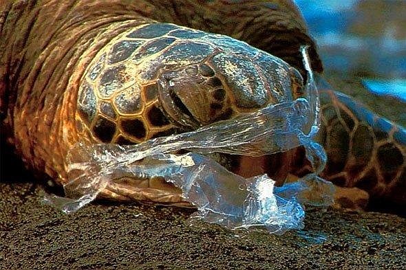 Turtles can die from eating deflated balloons or other plastic litter, environmentalists warn. (Courtesy Coastalcare.org)