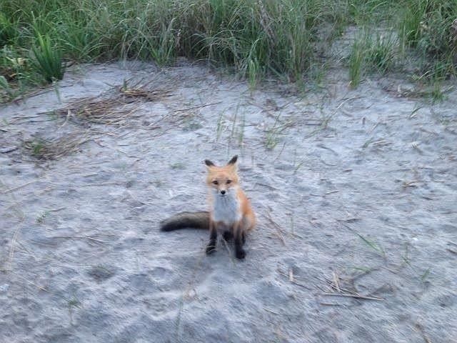 Foxes are a relatively common sight on the beaches of New Jersey shore towns. These two were recently spotted in Ocean City, NJ.