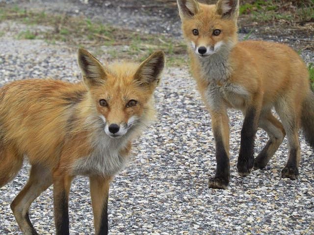 Foxes are a relatively common sight on the beaches of New Jersey shore towns. These two were recently spotted in Ocean City, NJ.