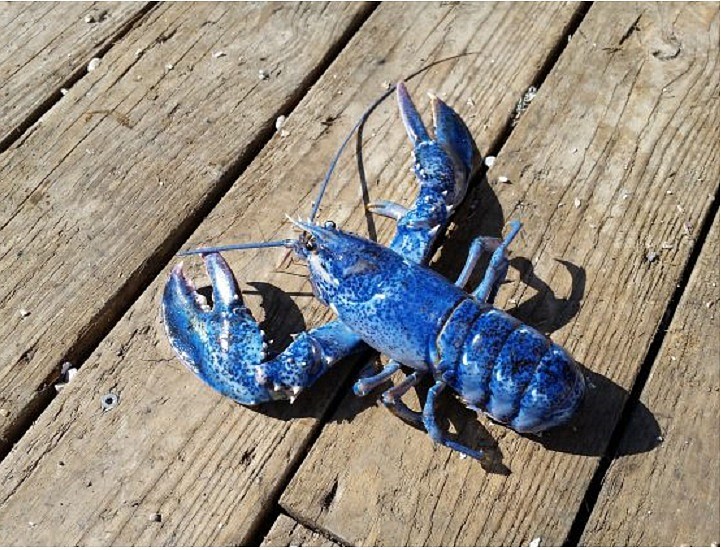 The brilliant blue lobster rests on a dock in Sea Isle City's historic Fish Alley district.