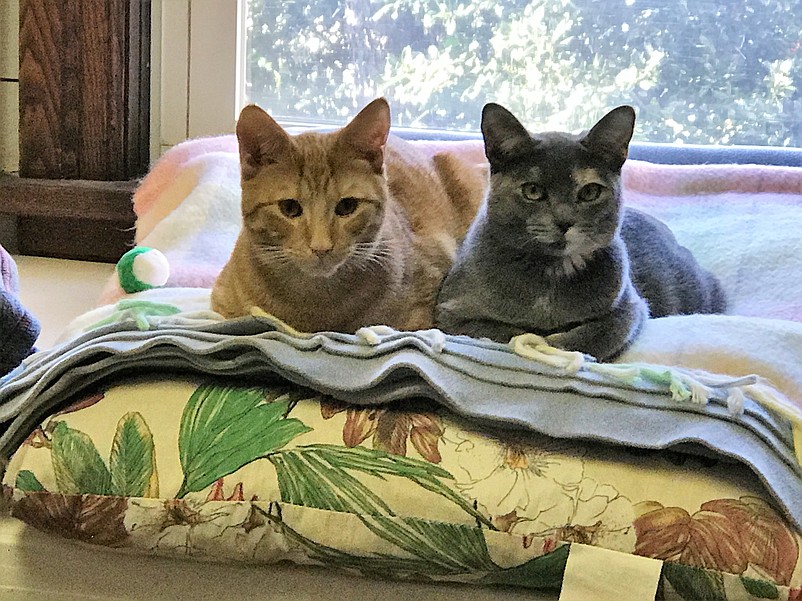 Siblings Harry and Peaches are up for adoption. (Courtesy S.O.S. Sea Isle Cats)