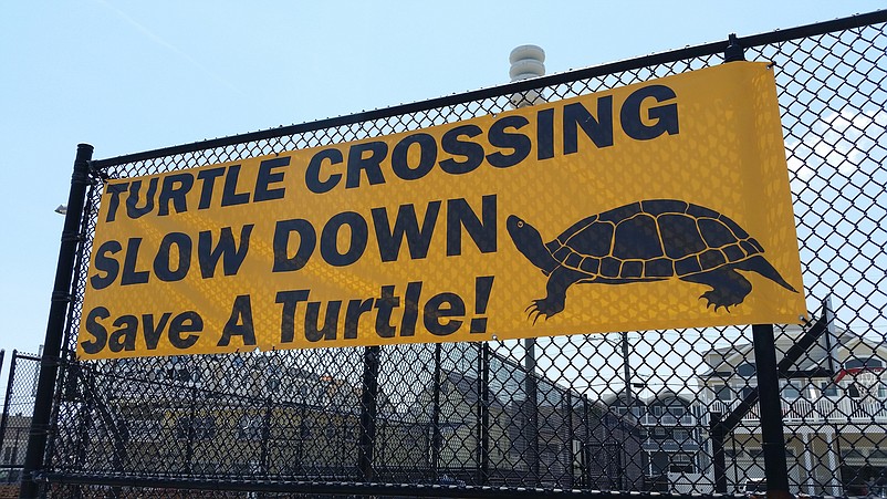 A big sign posted last summer in Sea Isle City reminds motorists to watch out for turtles.