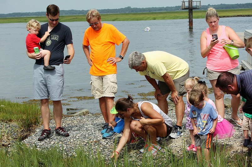 Steve and Susan Ahern created two new nesting boxes for this season to give turtles a safe place to lay their eggs. Steve Ahern (yellow shirt) oversees a release of turtles last year. (Courtesy City of Sea Isle City) 