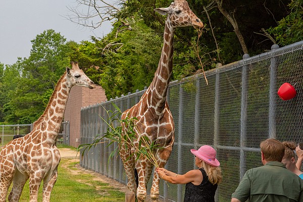 Baby Kifeda looks short when standing next to an adult, but still towers over most humans.