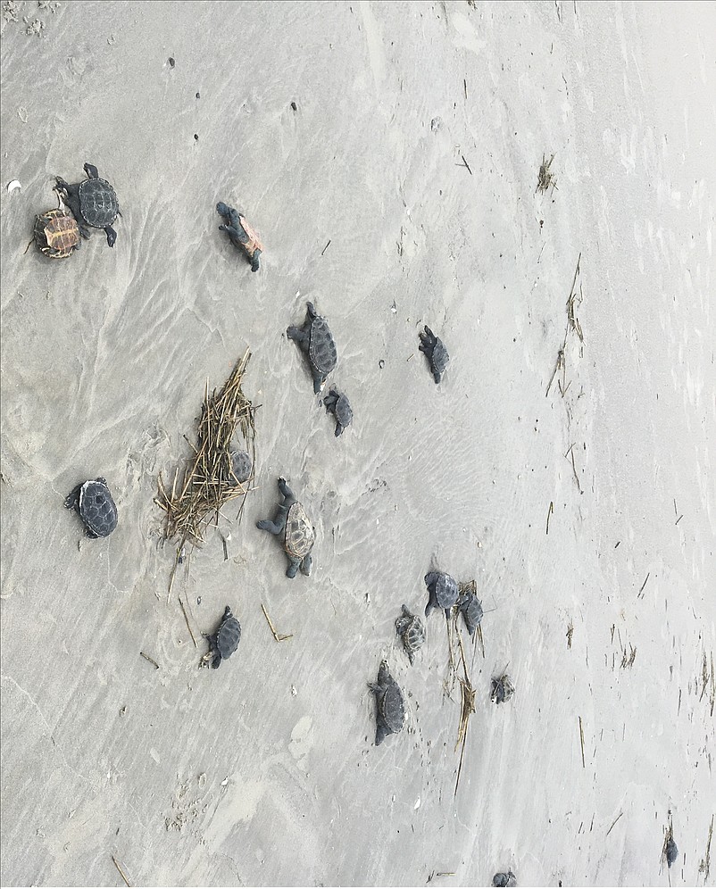 Dead diamondback terrapins litter the 11th Street beach in Sea Isle City over the Memorial Day weekend. (Courtesy Katie Steele)