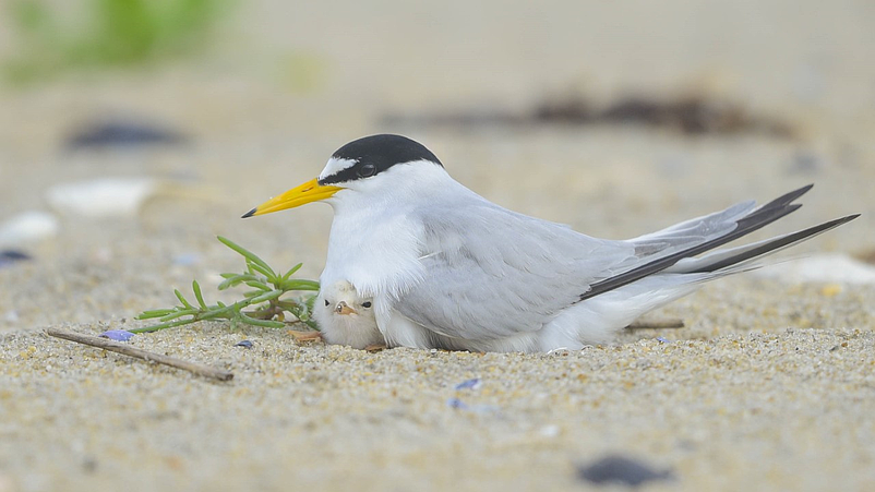 A least tern protects one of its chicks in a nesting colony on the beach. (Courtesy Kevin Knutsen)