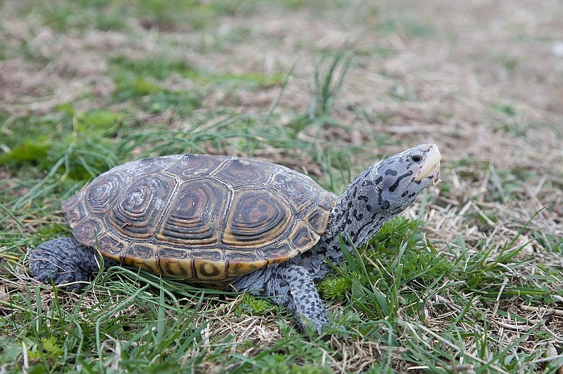 Diamondback terrapins typically nest from May through the end of July. (Photo credit Wikipedia)