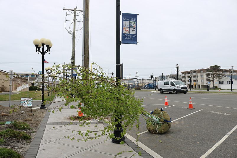 The maples and magnolias will provide shade cover in the summer season.