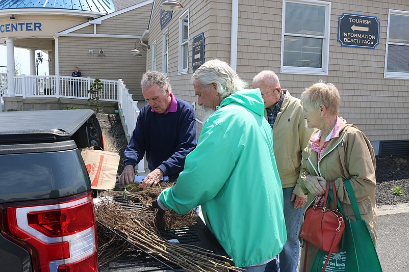 Free tree seedlings are given out during the Arbor Day celebration.
