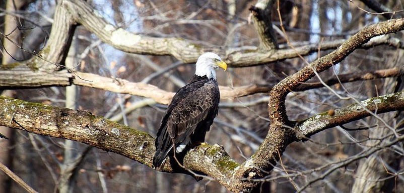 New Jersey is one of the states where bald eagles have made a remarkable comeback. (Photo courtesy of New Jersey Audubon)