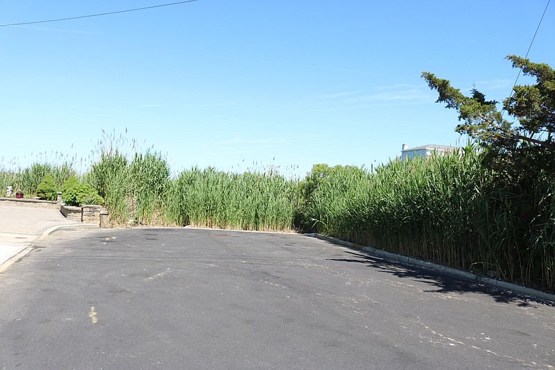 At the end of 81st Street, the bayfront property is obscured by tall marsh growth.