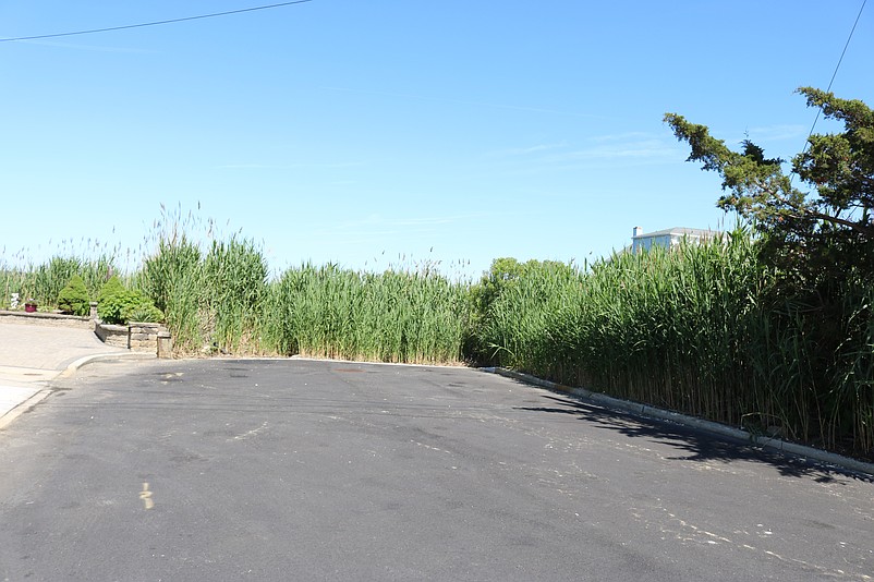 At the end of 81st Street, the bayfront property is obscured by tall marsh growth.