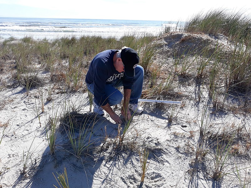 Dave Vanderslice, who lives in Pitman, N.J., and has a Sea Isle vacation condo on 44th Street, plants dune grass to protect the sand.