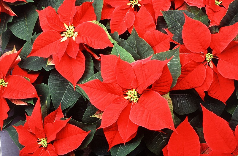 Poinsettias are a sign of the holiday season. (Image from Wiki Commons)