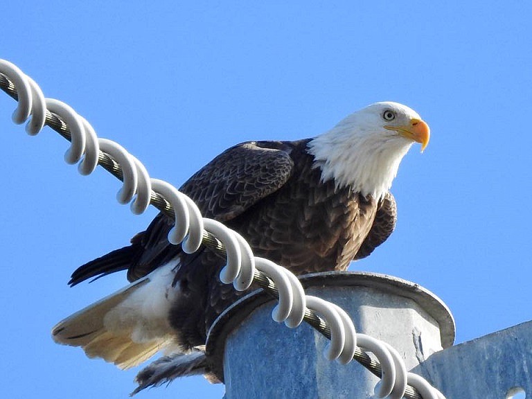 A bald eagle surveys the territory from its perch on a utility pole along Sea Isle Boulevard. (Photo courtesy of Dodie Reagan Corretini)