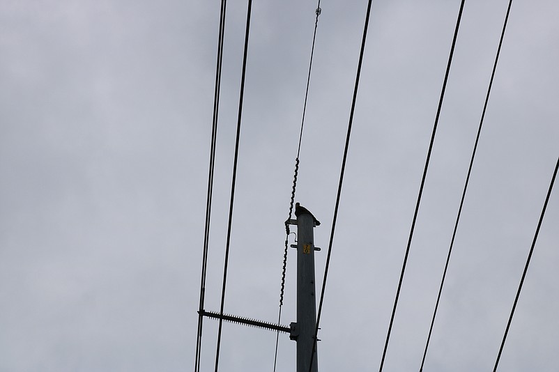 A bird's eye view of this raptor can only be seen with a zoom lens. 