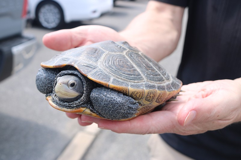 Motorists who see turtles in the road should only move them to the direction they are heading, if it is safe to do so.