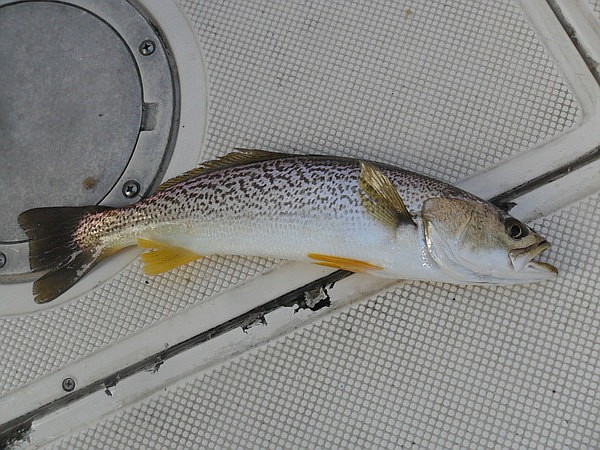 Weakfish