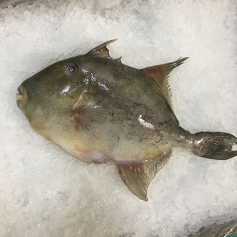 Triggerfish