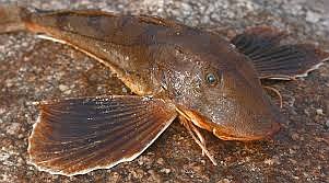 Sea Robin