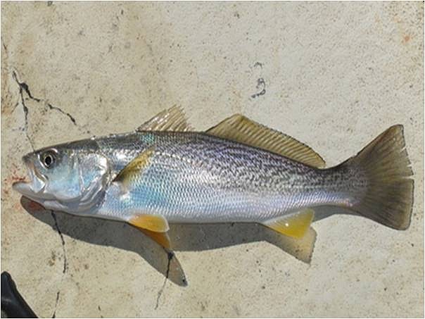 Weakfish