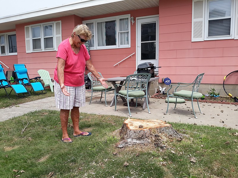 Claire Johnson looks at one of the stumps of four trees at her house that were blown over during the tropical storm and later cut down.