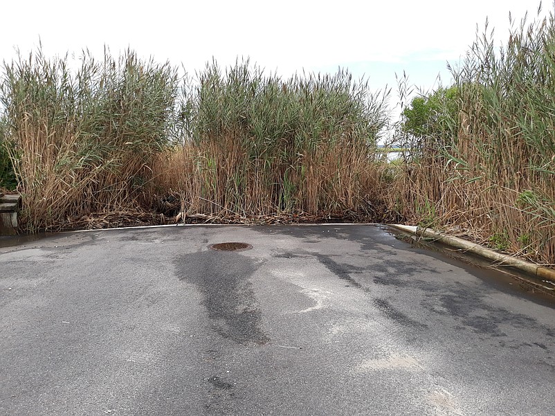 The property is hidden behind tall marsh reeds at the bay end of 81st  Street.