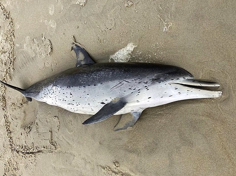 This pregnant dolphin was discovered dead on a beach Sunday. (Photo courtesy Marine Mammal Stranding Center Facebook page)