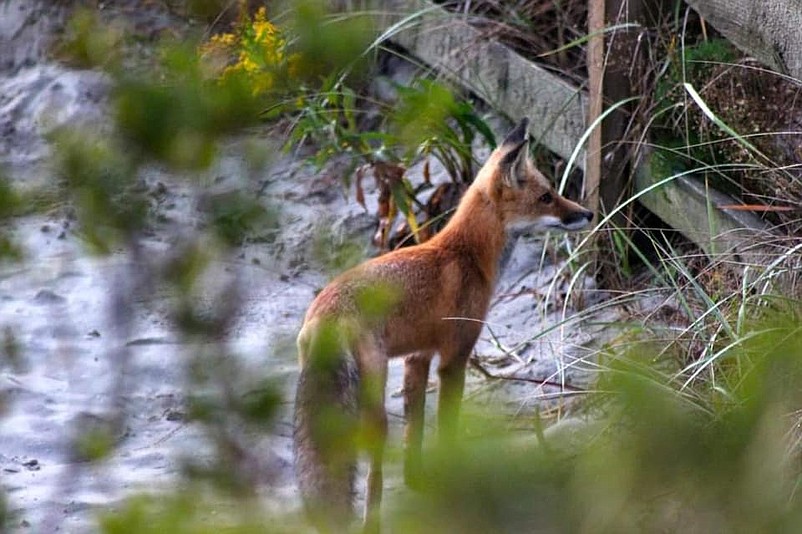 This fox was sighted recently on a Sea Isle beach. (Photo credit Barbara Fischer)