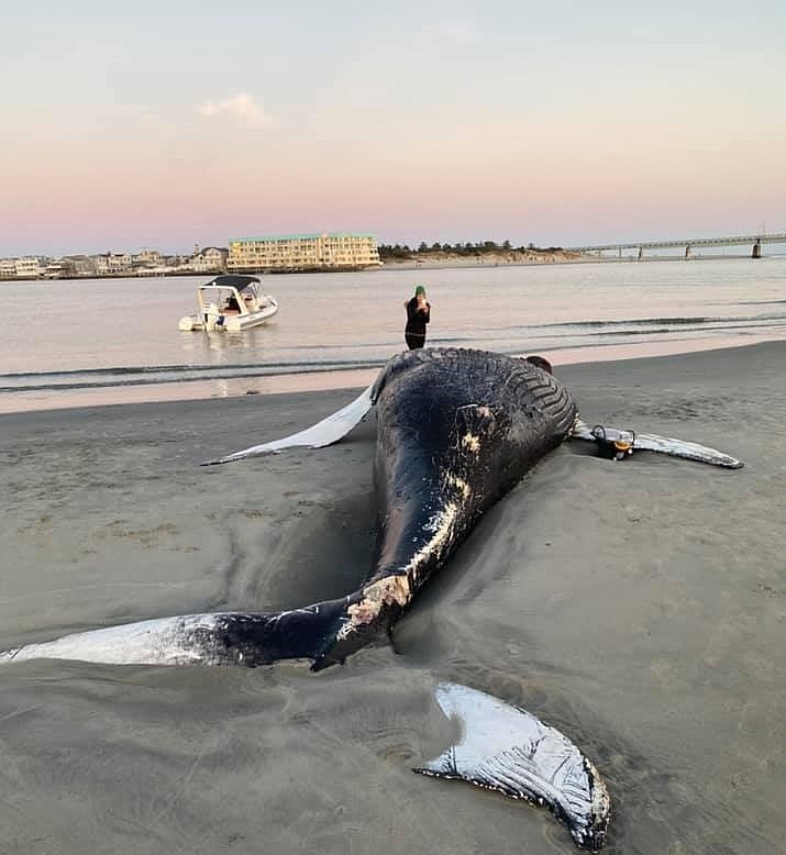 The humpback whale carcass is decaying on a sandbar in Townsends Inlet. (Photo courtesy of Carefree Boat Club of South Jersey)