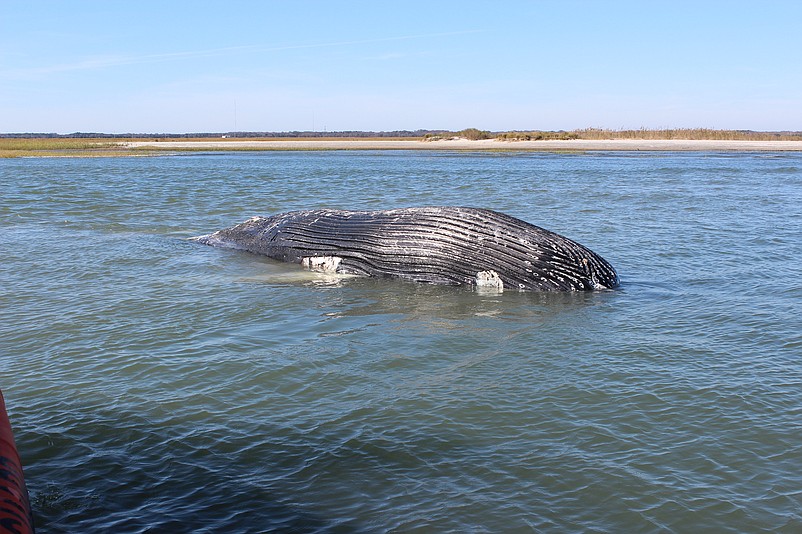 The humpback whale carcass is stuck in sediment in between Sea Isle City and Avalon in Townsends Inlet. (Photos courtesy of Marine Mammal Stranding Center)