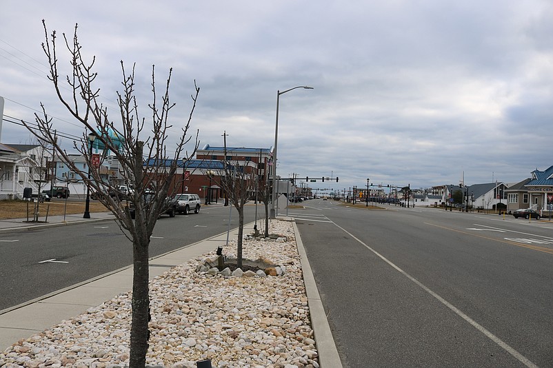 A row of leafless trees lines JFK Boulevard at the base of the bridge in a picture from January.