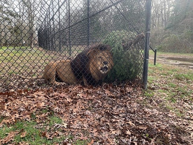 Lex the lion claims one of the donated Christmas trees as his own at the Cape May County Zoo. (Photo courtesy of the Cape May County Zoo)