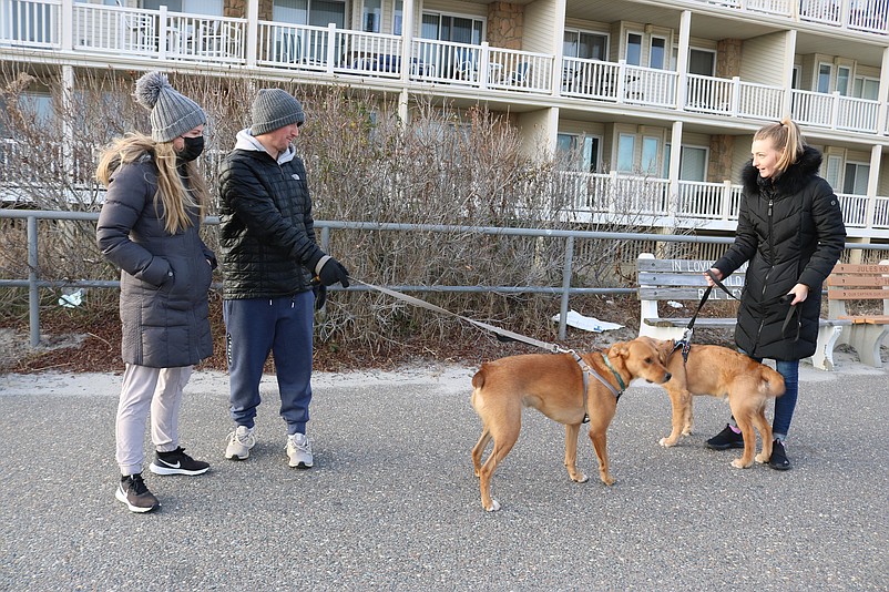 Emily and Kevin Duffy, of Sea Isle, left, with their dog, Bruce, say hello to Tiffany Kmiec, of Williamstown in Gloucester County, with her pooch, Tucker, during a walk on the Promenade in January.