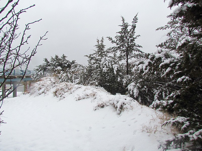 Snow-covered trees in Townsends Inlet near the bridge create a wintry scene.