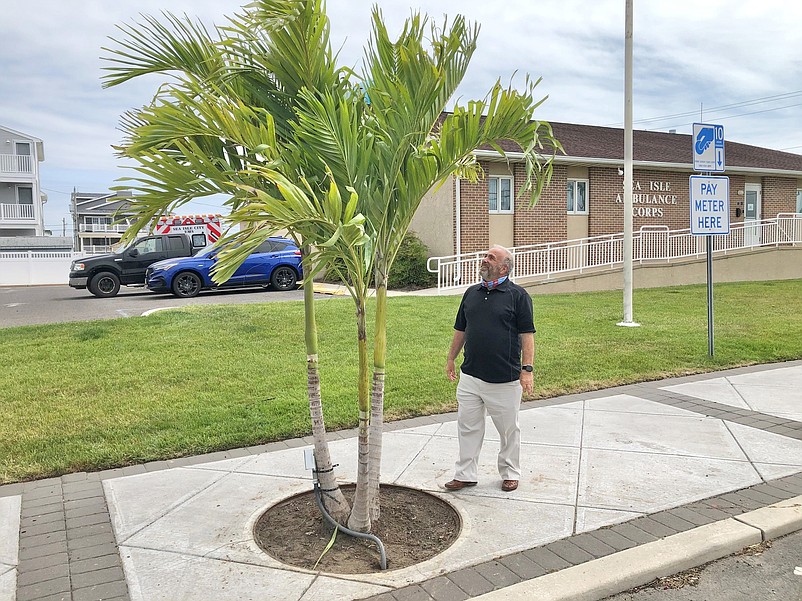 Mayor Leonard Desiderio admires one of the then-newly planted palm trees last May.