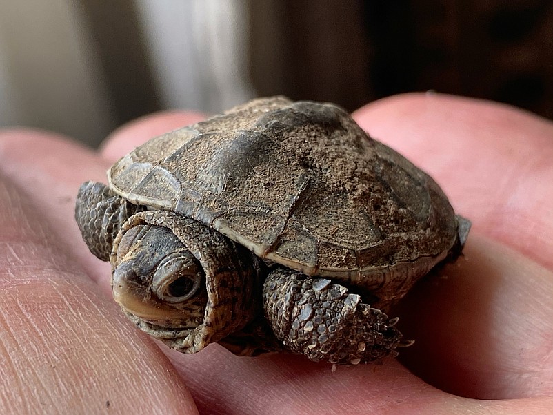 Warm weather this spring has allowed baby turtles to hatch from last year's clutch of eggs.