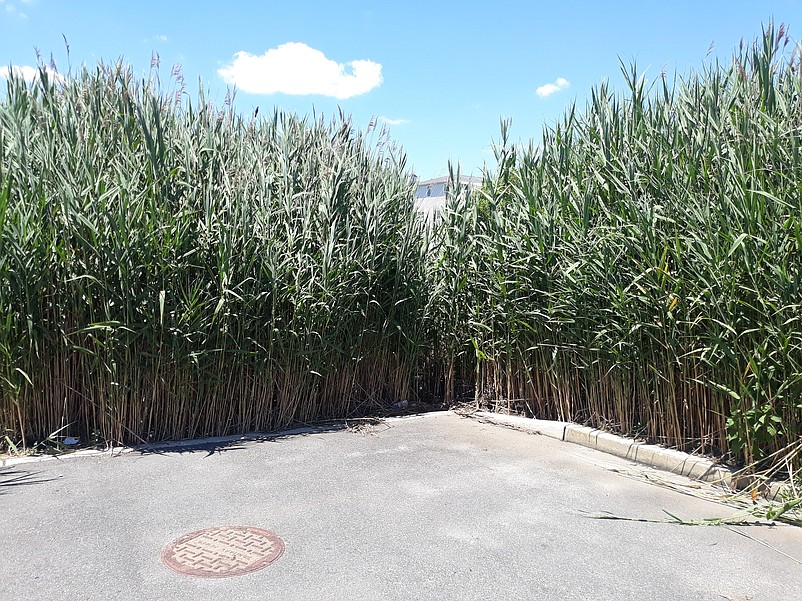 Tall marsh reeds at the bay end of 81st Street obscure the property.