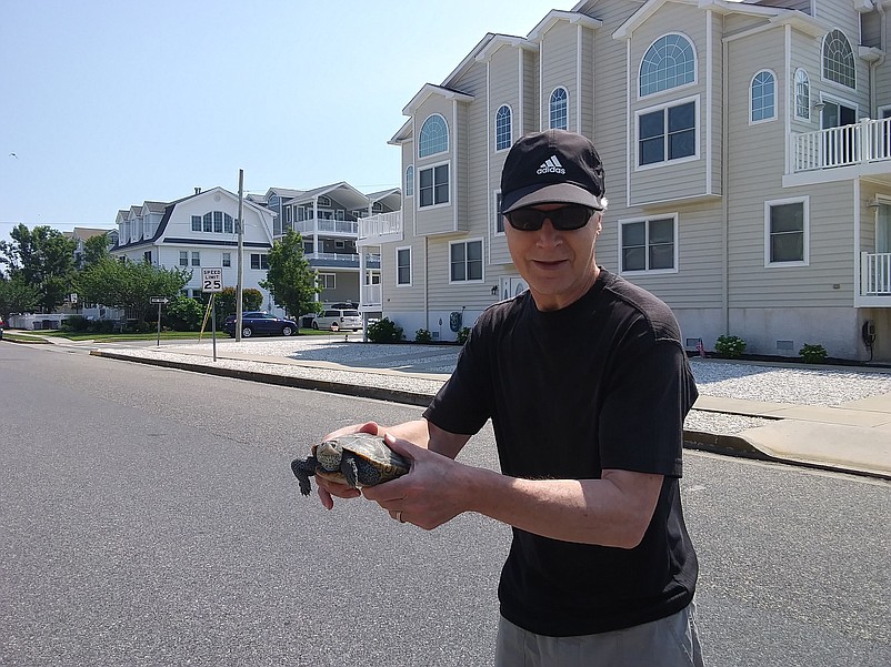 SeaIsleNews.com editor Donald Wittkowski helps a terrapin across the street on Park Road.