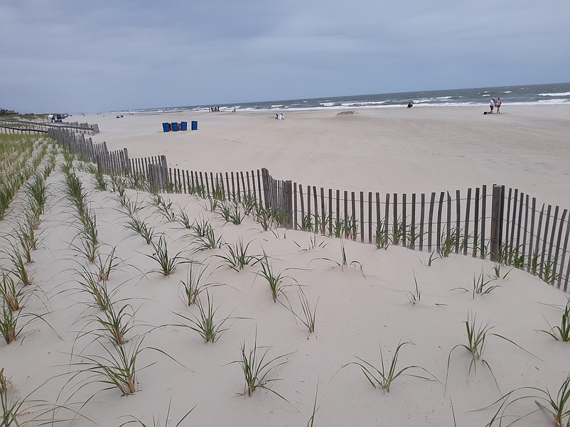 Rows of vegetation help to strengthen the dunes where the beaches have been replenished.