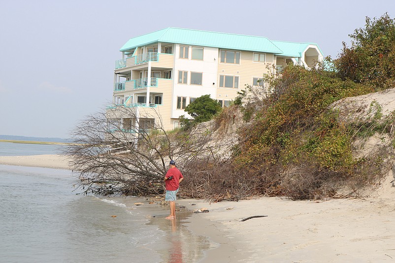 Trees and bushes are toppling onto the beach and dying because the dunes are collapsing on the bay side of the Townsends Inlet Bridge.