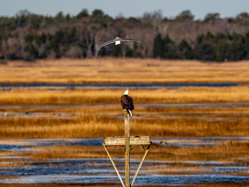 Bald Eagle on osprey stand.