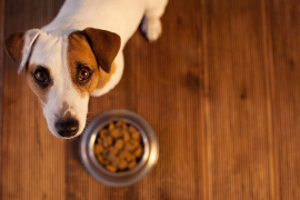 Vet Recommended Dog Food