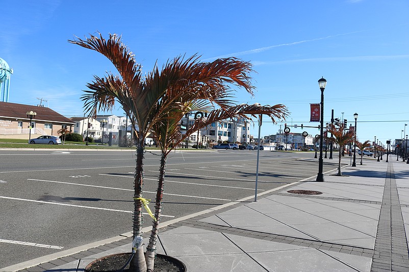 Palm trees line the JFK Boulevard entryway, but are turning brown and aren't expected to survive the winter, 