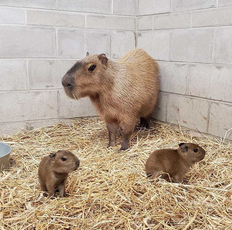 The mother, Budette, is keeping watch over her two babies. (Photo courtesy of Cape May County Zoo).