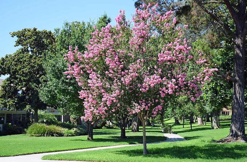 Crepe Myrtles, such as this pink flowering tree, are being raffled off by the Environmental Commission. (Photo courtesy of dreamstime.com)