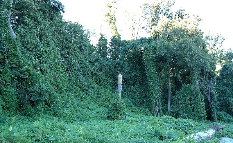 Kudzu-vine is also on the list of invasive species. (Photo courtesy of Wikipedia)